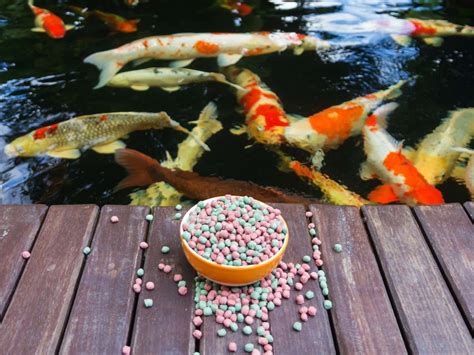 What Koi Can And Can't Eat: Here's What To Feed Your Koi, And .
